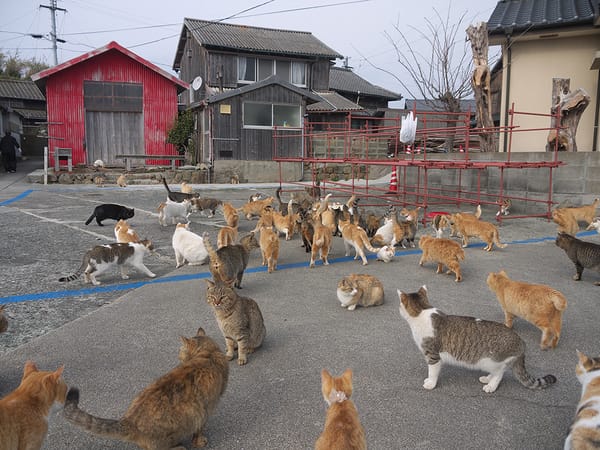 Ang Isla na Mas Marami ang Pusa Kaysa Tao 🐱🏝️